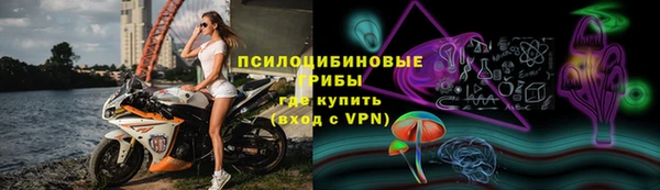 прущие грибы Апатиты