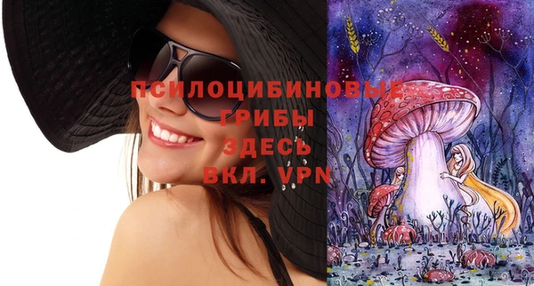 прущие грибы Апатиты