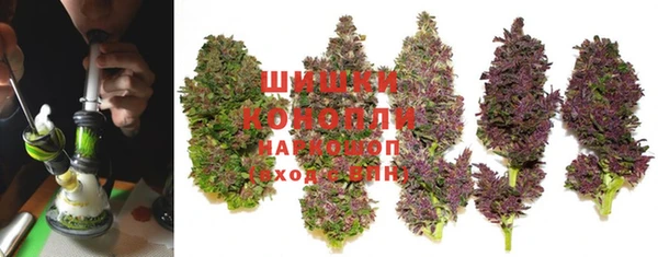 прущие грибы Апатиты